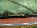 Springbrook Tank with local fish