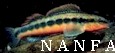 North American Native Fishes Association Homepage