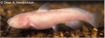  blind cave catfish, Prietella phreatophila, copyright Dean Hendrickson