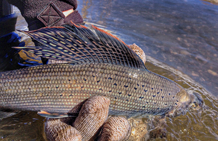 grayling in hand