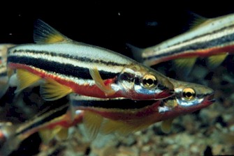 Southern Redbelly Dace, copyright William Roston